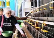 Ilustrasi: Pemerintah wacanakan bangun pabrik pakan ternak untuk mendukung peternakan skala kecil (Foto: Dok. TIMES Indonesia)