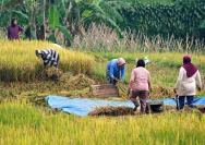 Sejumlah pekerja sedang mencabut bibit padi untuk ditanam. Tahun 2025 lalu, produksi padi NTB menembus 1,6 juta ton (Dok. Ist / Riz)