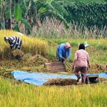 Sejumlah pekerja sedang mencabut bibit padi untuk ditanam. Tahun 2025 lalu, produksi padi NTB menembus 1,6 juta ton (Dok. Ist / Riz)