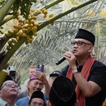 Menteri Haji dan Umrah, Muhammad Irfan Yusuf, saat melihat dari dekat kurma yang sedang berbuah di luar musim di Dusun Jugil, Desa Samik Bangkol, Kecamatan Gangga, KLU.