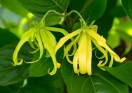 Tanaman Kenanga (Cananga odorata)