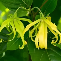 Tanaman Kenanga (Cananga odorata)