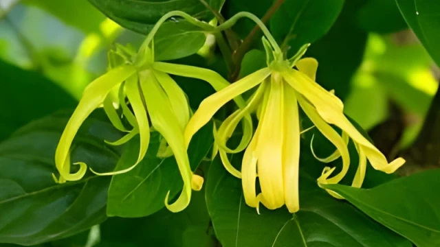 Tanaman Kenanga (Cananga odorata)